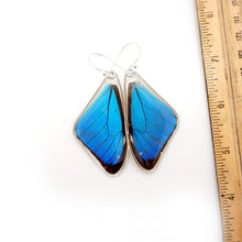 Load image into Gallery viewer, Morpho Aega Butterly Earrings