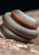 Load image into Gallery viewer, California Snakes and How to Find Them