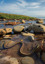 Load image into Gallery viewer, California Snakes and How to Find Them