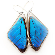 Load image into Gallery viewer, Morpho Aega Butterly Earrings