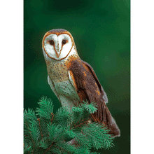 Load image into Gallery viewer, What Bird Am I?