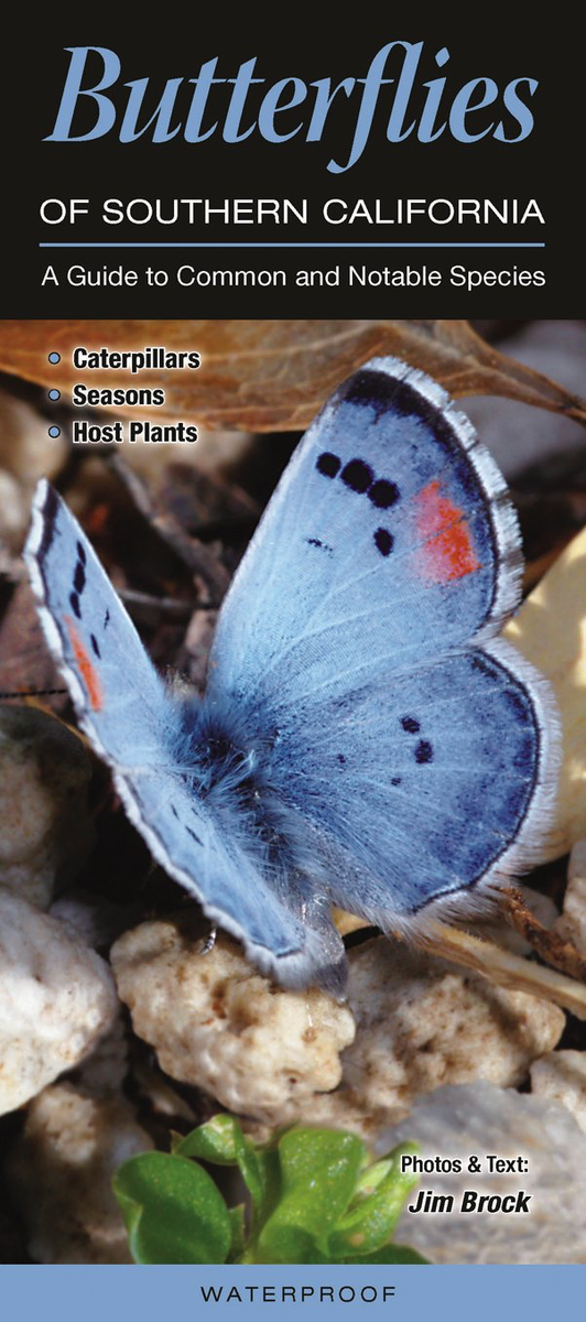 Butterflies of Southern California A Guide to Common & Notable Specie
