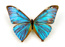 Load image into Gallery viewer, Morpho Aega Butterly Earrings
