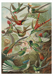 Ernst Haeckel: Hummingbirds Notecard