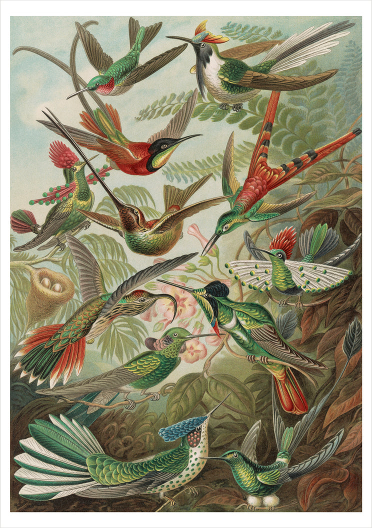 Ernst Haeckel: Hummingbirds Notecard