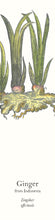 Load image into Gallery viewer, Biblio-Scents Bookmarks
