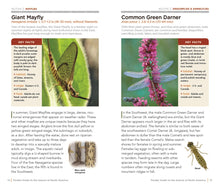 Load image into Gallery viewer, National Geographic Pocket Guide: Insect of N. America
