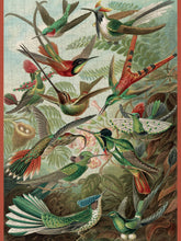Load image into Gallery viewer, Ernst Haeckel: Hummingbirds 300pc Jigsaw Puzzle
