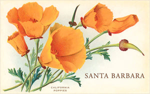 California Poppy Postcard