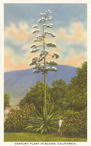 Century Plant in Bloom Postcard