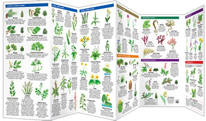 Pocket Naturalist Guides
