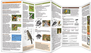 Pocket Naturalist Guides