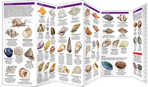 Pocket Naturalist Guides