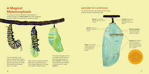 Monarch Butterflies : Explore the Life Journey of One of the Winged Wonders of the World