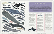 Load image into Gallery viewer, The Animal World: The Amazing Connections and Diversity Found in the Animal Family Tree
