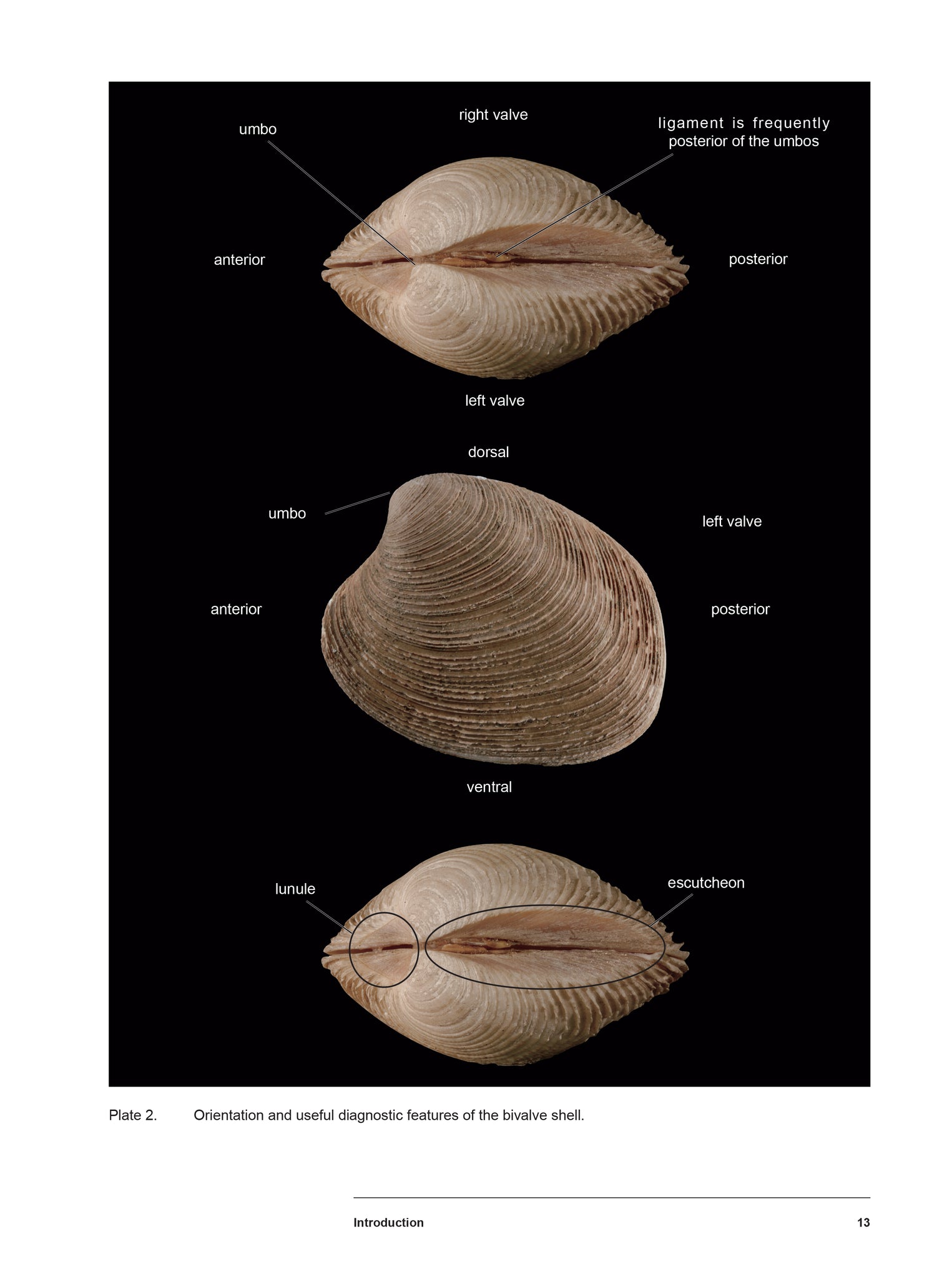 Bivalve Seashells of Western South America: Marine Bivalve Mollusks fr ...