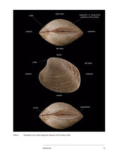 Load image into Gallery viewer, Bivalve Seashells of Western South America: Marine Bivalve Mollusks from Northern Perú to Southern Chile
