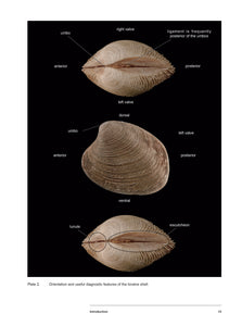 Bivalve Seashells of Western South America: Marine Bivalve Mollusks from Northern Perú to Southern Chile