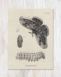 Metamorphosis Moth Specimen Card