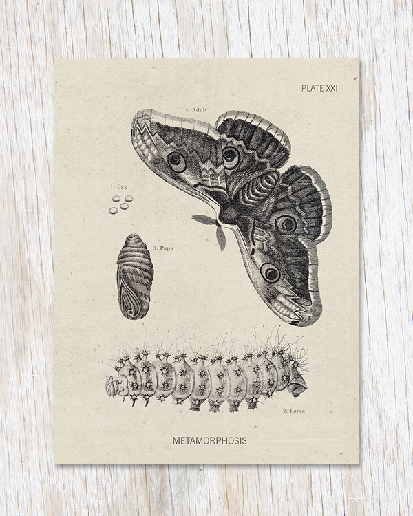 Metamorphosis Moth Specimen Card