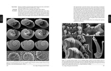 Load image into Gallery viewer, Monograph of the Little Slit-Shells
