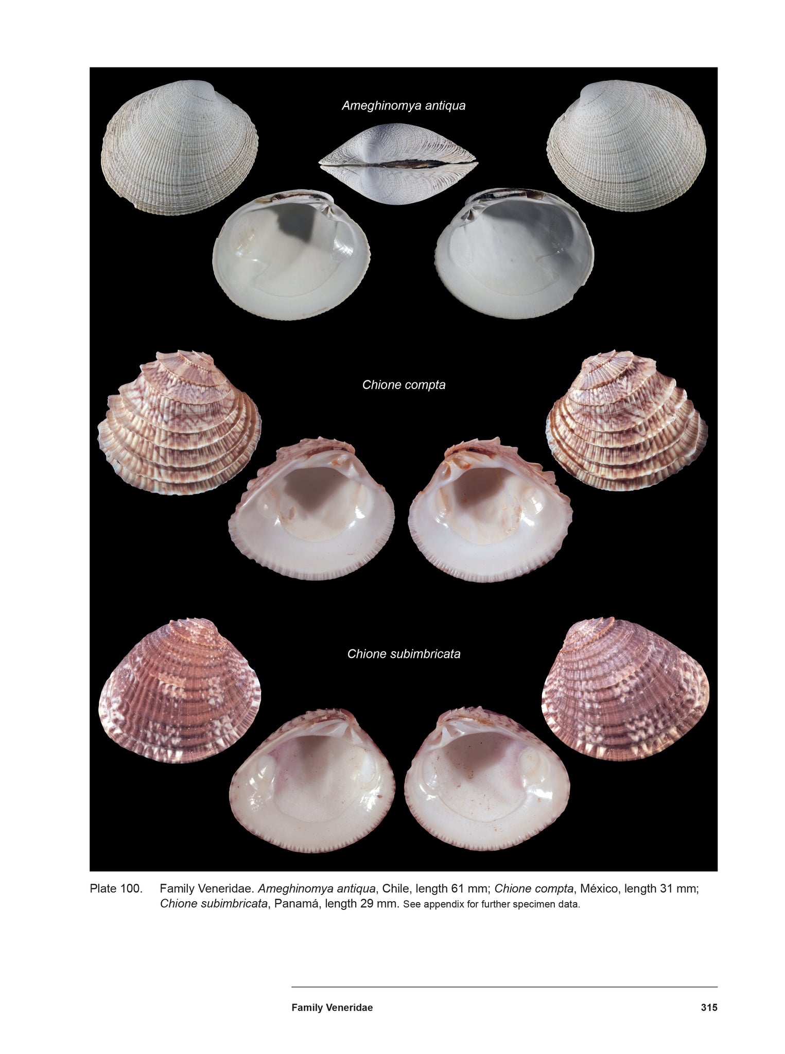 Bivalve Seashells of Western South America: Marine Bivalve Mollusks fr ...
