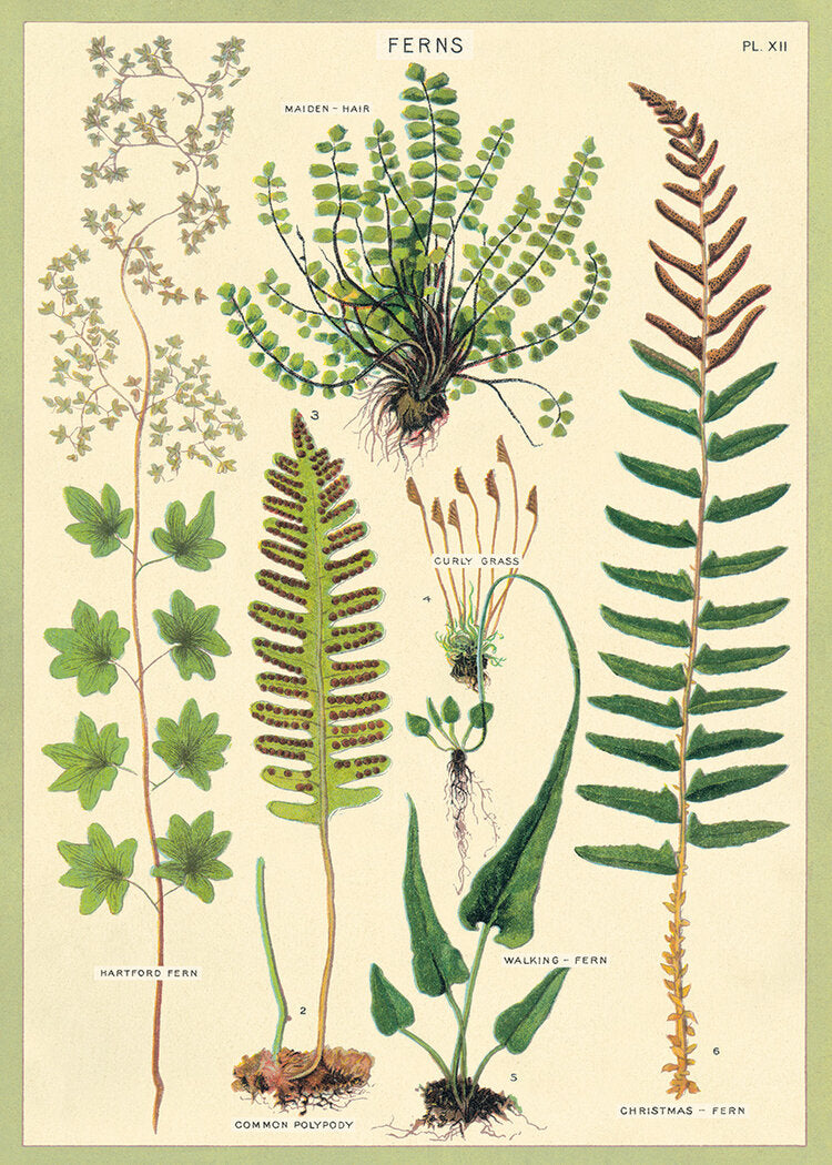 Ferns Wrap