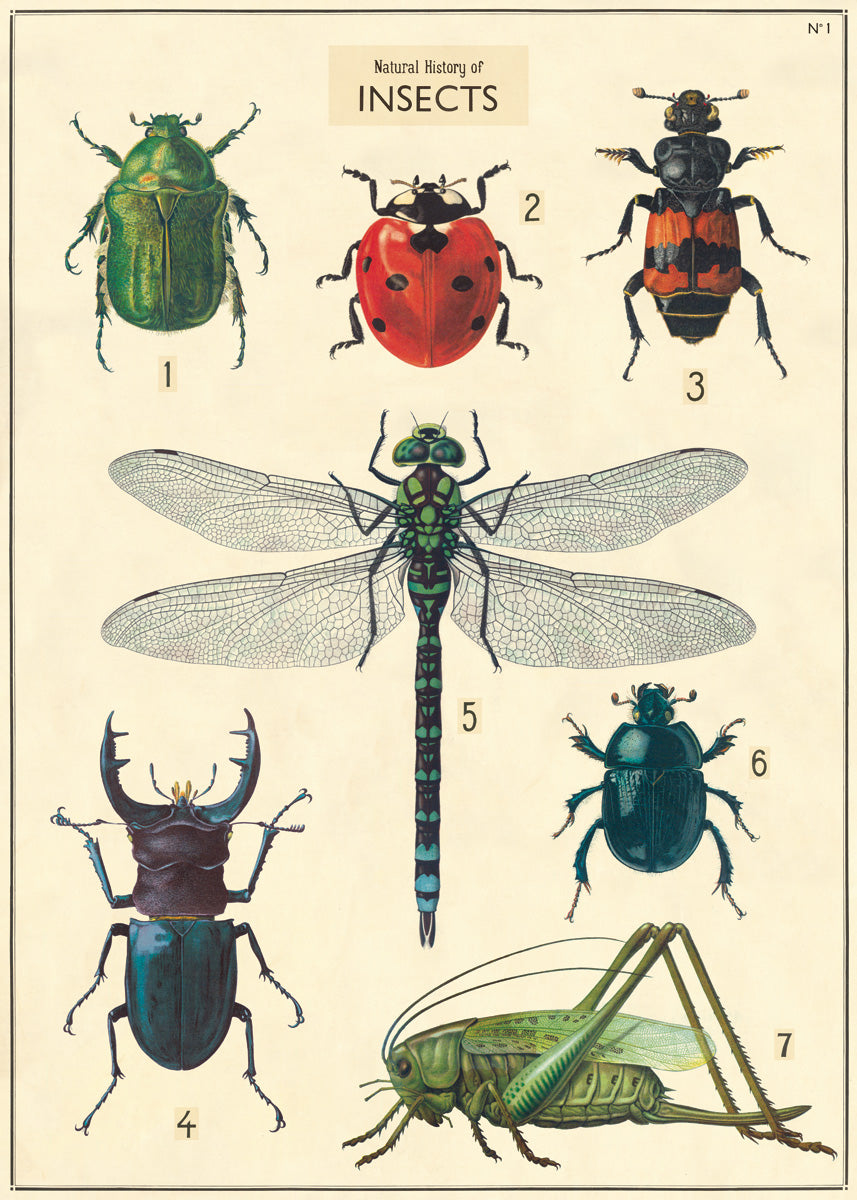 Insect Chart Wrap 
