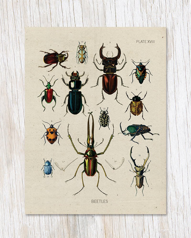 Beetle Specimens Card