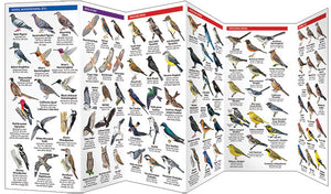 Pocket Naturalist Guides