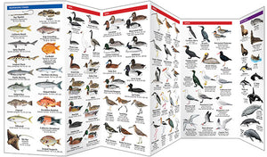 Pocket Naturalist Guides
