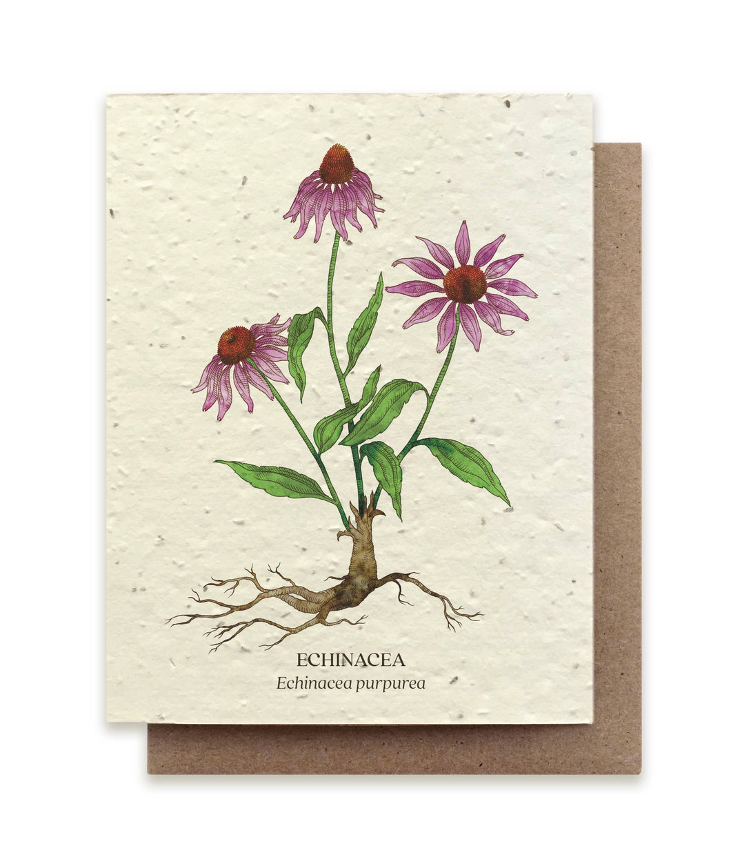 Echinacea Botanical Plantable Seed Card