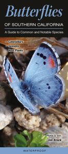 Butterflies of Southern California: A Guide to Common & Notable Species