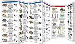 Pocket Naturalist Guides