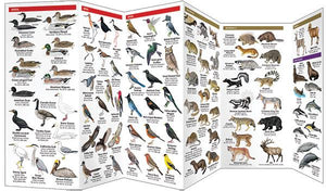 Pocket Naturalist Guides