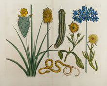 Load image into Gallery viewer, 18th Century Cabinet of Curiosities Boxed Notes

