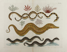 Load image into Gallery viewer, 18th Century Cabinet of Curiosities Boxed Notes
