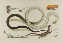 Load image into Gallery viewer, 18th Century Cabinet of Curiosities Boxed Notes

