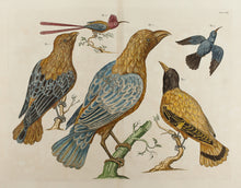 Load image into Gallery viewer, 18th Century Cabinet of Curiosities Boxed Notes
